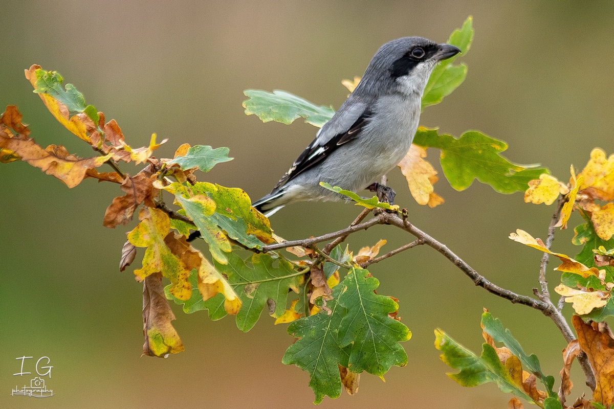 AK6I1966 31 oktober 2021 1545 28